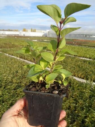 Šeřík obecný 'Znamya Lenina' - Syringa vulgaris 'Znamya Lenina'