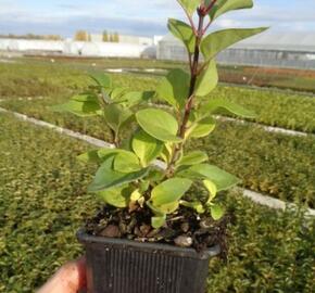 Šeřík obecný 'Znamya Lenina' - Syringa vulgaris 'Znamya Lenina'