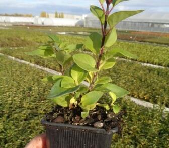 Šeřík obecný 'Znamya Lenina'