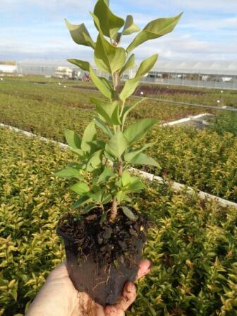 Šeřík obecný 'Prince Wolkonsky' - Syringa vulgaris 'Prince Wolkonsky'