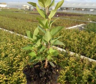 Šeřík obecný 'Prince Wolkonsky'