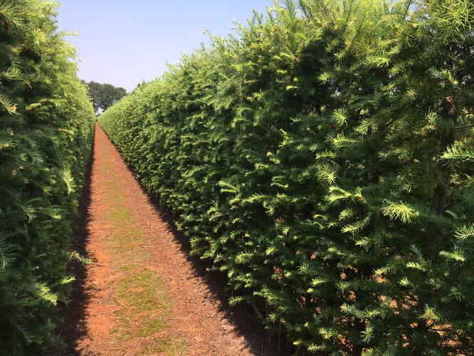 Modřín japonský - předpěstovaný živý plot - Larix Kaempferi - předpěstovaný živý plot