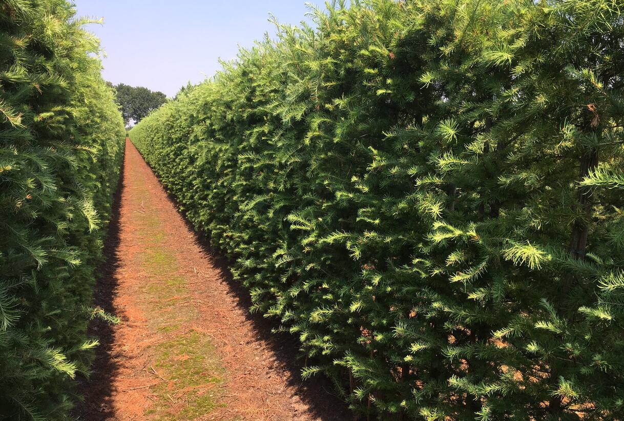 Modřín japonský - předpěstovaný živý plot - Larix Kaempferi - předpěstovaný živý plot