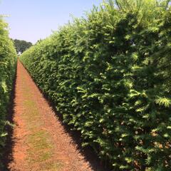 Modřín japonský - předpěstovaný živý plot - Larix Kaempferi - předpěstovaný živý plot
