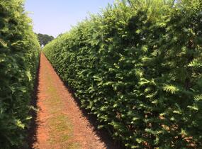 Modřín japonský - předpěstovaný živý plot - Larix Kaempferi - předpěstovaný živý plot