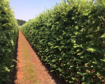 Modřín japonský - předpěstovaný živý plot