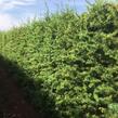 Modřín japonský - předpěstovaný živý plot - Larix Kaempferi - předpěstovaný živý plot