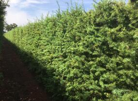 Modřín japonský - předpěstovaný živý plot - Larix Kaempferi - předpěstovaný živý plot