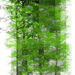 Modřín japonský - předpěstovaný živý plot - Larix Kaempferi - předpěstovaný živý plot