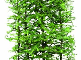 Modřín japonský - předpěstovaný živý plot - Larix Kaempferi - předpěstovaný živý plot