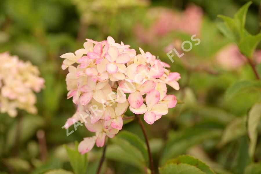 Hortenzie latnatá 'Fraise Melba' ('Renba') - Hydrangea paniculata 'Fraise Melba' ('Renba')