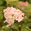 Hortenzie latnatá 'Fraise Melba' ('Renba') - Hydrangea paniculata 'Fraise Melba' ('Renba')