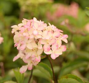 Hortenzie latnatá 'Fraise Melba' ('Renba') - Hydrangea paniculata 'Fraise Melba' ('Renba')