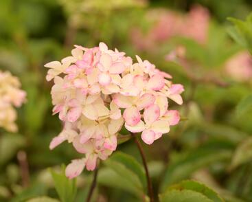 Hortenzie latnatá 'Fraise Melba' ('Renba')