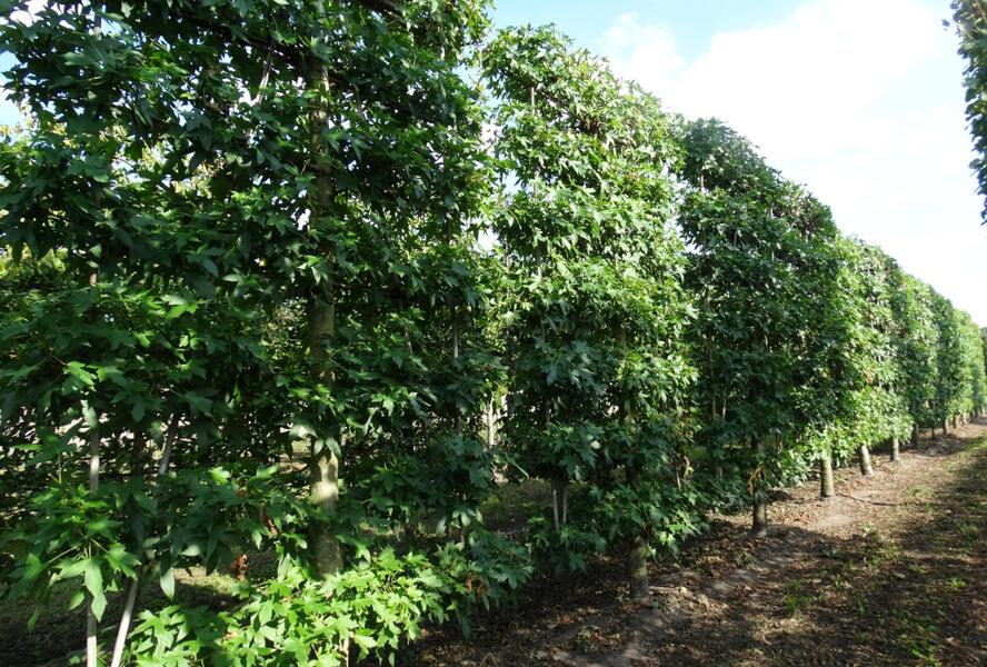 Ambroň západní 'Worplesdon' - předpěstovaný živý plot - Liquidambar styraciflua 'Worplesdon' - předpěstovaný živý plot