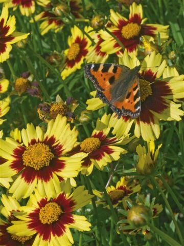 Krásnoočko 'Cosmic Eye' - Coreopsis 'Cosmic Eye'