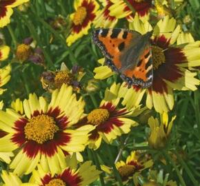 Krásnoočko 'Cosmic Eye' - Coreopsis 'Cosmic Eye'