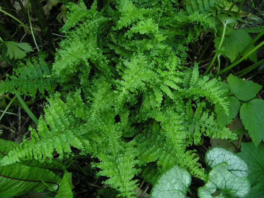 Kapraď rezavá 'Crispa Congesta' - Dryopteris affinis 'Crispa Congesta'