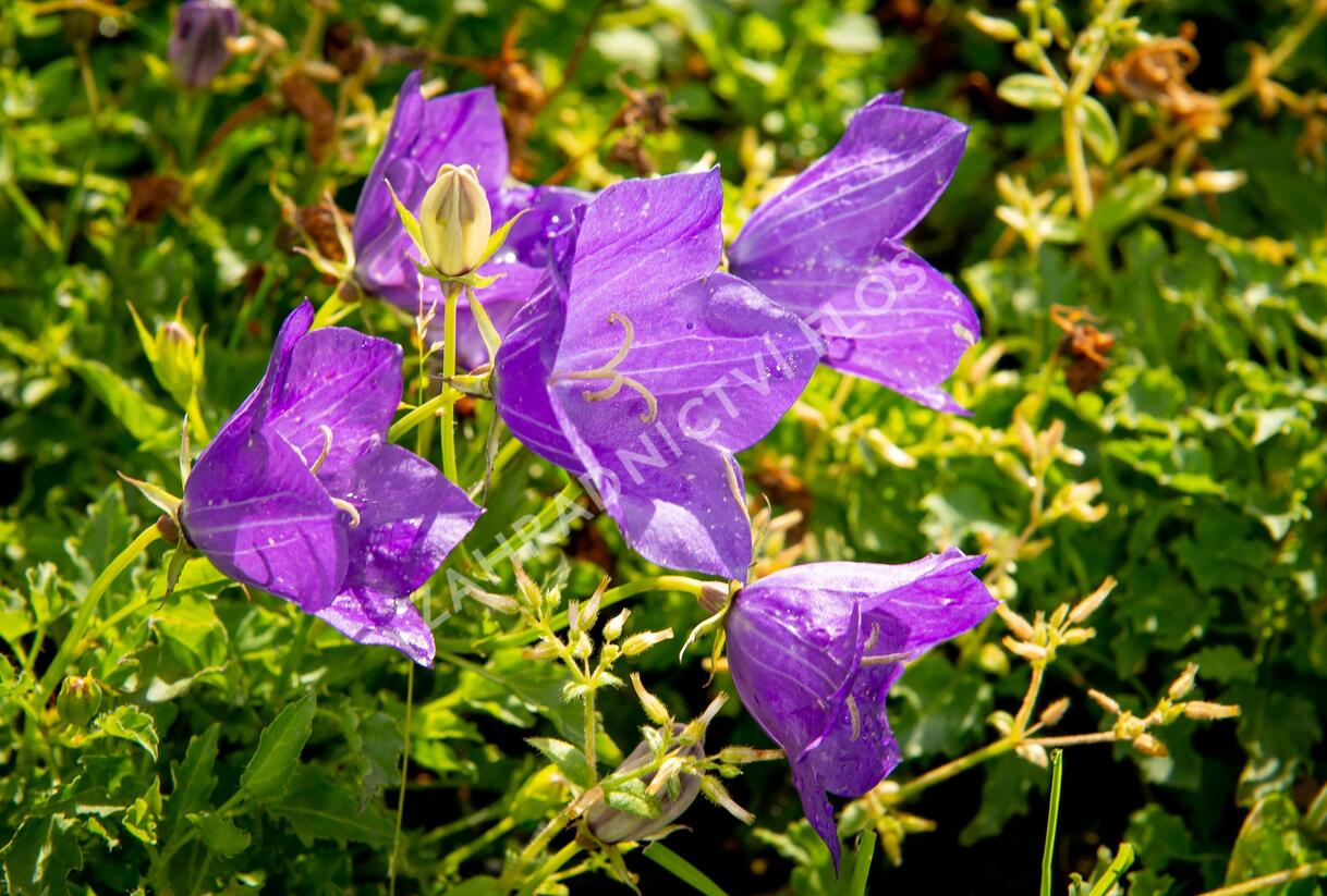 Zvonek karpatský 'Blue ' - Campanula carpatica 'Blue'