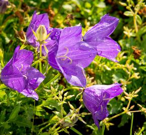 Zvonek karpatský 'Blue ' - Campanula carpatica 'Blue'