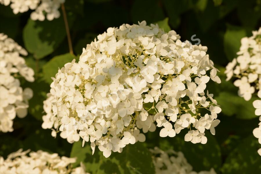 Hortenzie stromečková 'Incrediball' Strong Annabelle - Hydrangea arborescens 'Incrediball' Strong Annabelle