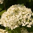 Hortenzie stromečková 'Incrediball' Strong Annabelle - Hydrangea arborescens 'Incrediball' Strong Annabelle