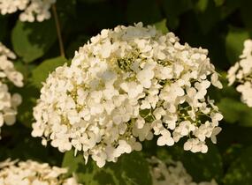 Hortenzie stromečkovitá 'Incrediball' Strong Annabelle - Hydrangea arborescens 'Incrediball' Strong Annabelle