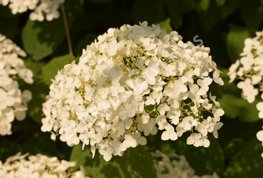 Hortenzie stromečkovitá 'Incrediball' Strong Annabelle - Hydrangea arborescens 'Incrediball' Strong Annabelle