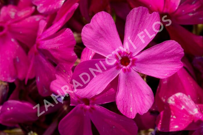 Plamenka šídlovitá 'Drummond Pink' - Phlox subulata 'Drummond Pink'