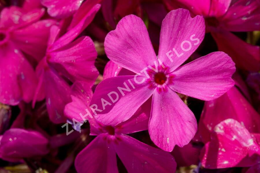 Plamenka šídlovitá 'Drummond Pink' - Phlox subulata 'Drummond Pink'