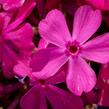 Plamenka šídlovitá 'Drummond Pink' - Phlox subulata 'Drummond Pink'
