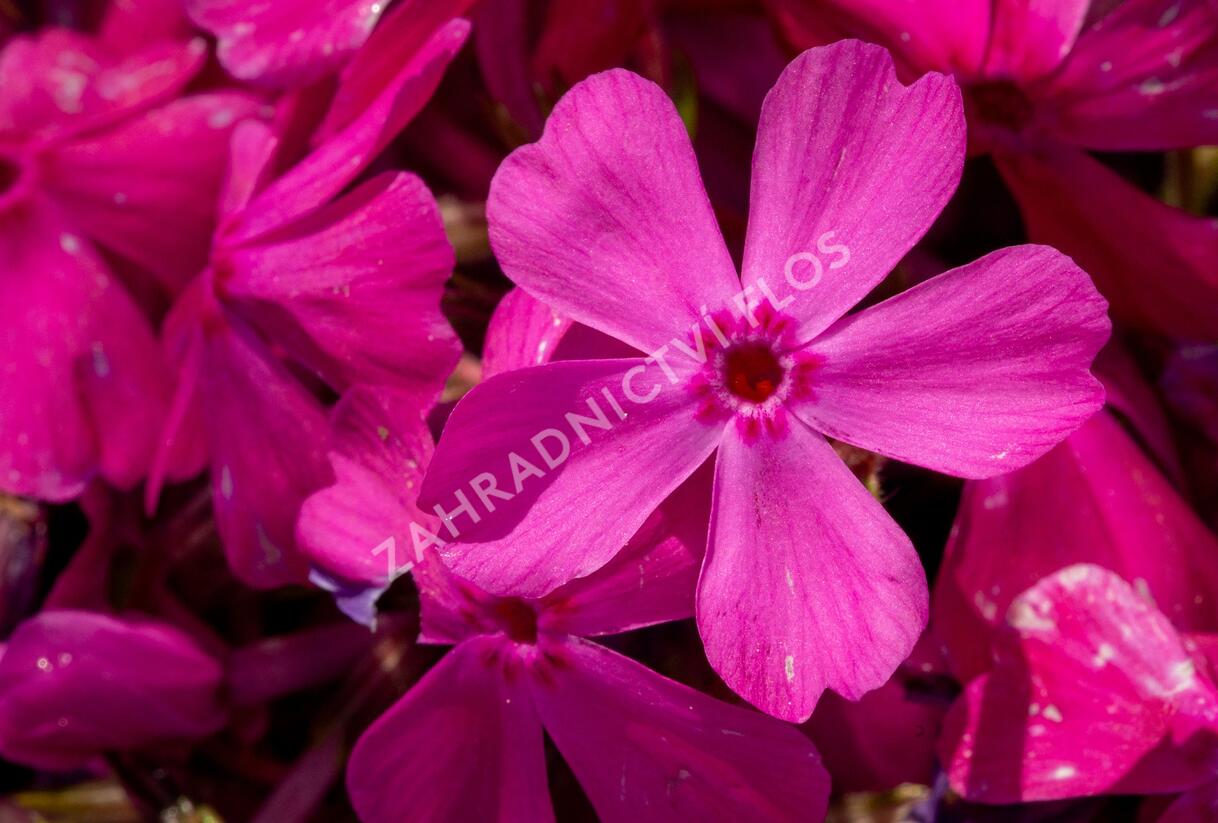 Plamenka šídlovitá 'Drummond Pink' - Phlox subulata 'Drummond Pink'