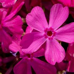 Plamenka šídlovitá 'Drummond Pink' - Phlox subulata 'Drummond Pink'
