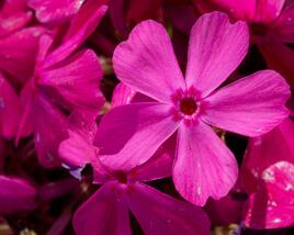 Plamenka šídlovitá 'Drummond Pink'