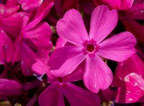 Plamenka šídlovitá 'Drummond Pink' - Phlox subulata 'Drummond Pink'