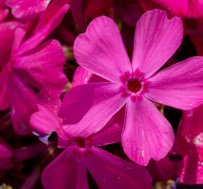 Plamenka šídlovitá 'Drummond Pink' - Phlox subulata 'Drummond Pink'