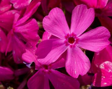 Plamenka šídlovitá 'Drummond Pink'
