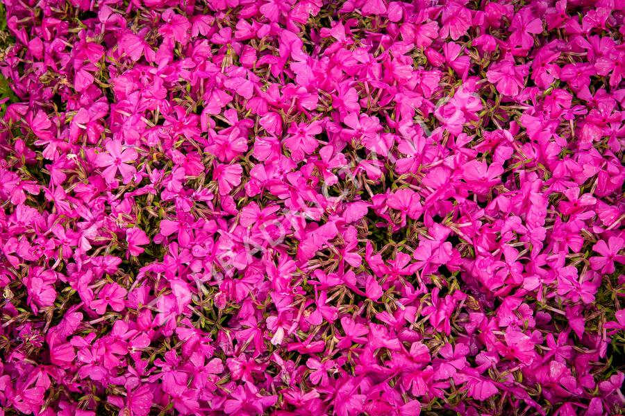 Plamenka šídlovitá 'Drummond Pink' - Phlox subulata 'Drummond Pink'