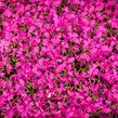 Plamenka šídlovitá 'Drummond Pink' - Phlox subulata 'Drummond Pink'