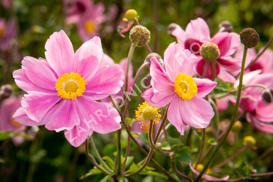 Sasanka japonská 'Serenade' - Anemone hupehensis 'Serenade'