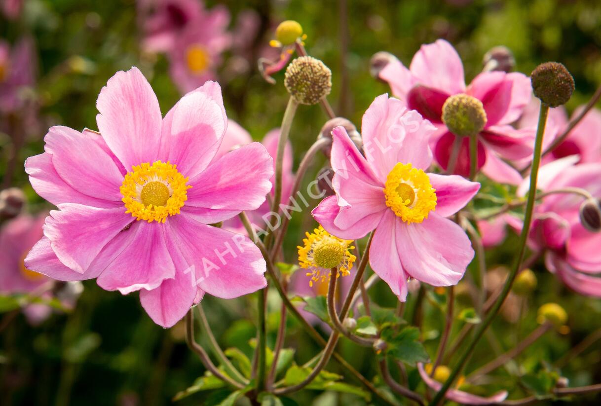 Sasanka hupejská 'Serenade' - Anemone hupehensis 'Serenade'