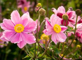 Sasanka hupejská 'Serenade' - Anemone hupehensis 'Serenade'