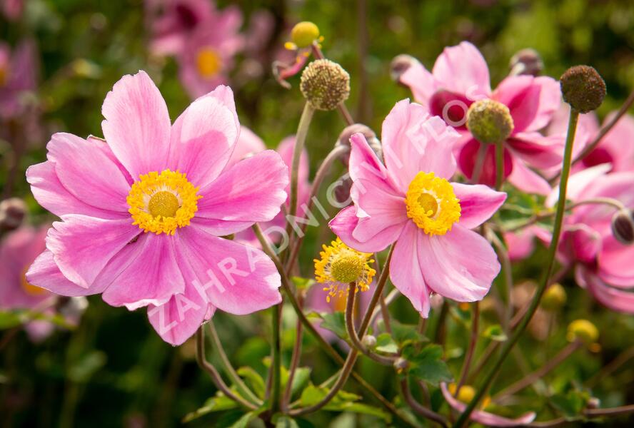 Sasanka hupejská 'Serenade' - Anemone hupehensis 'Serenade'