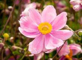 Sasanka hupejská 'Serenade' - Anemone hupehensis 'Serenade'