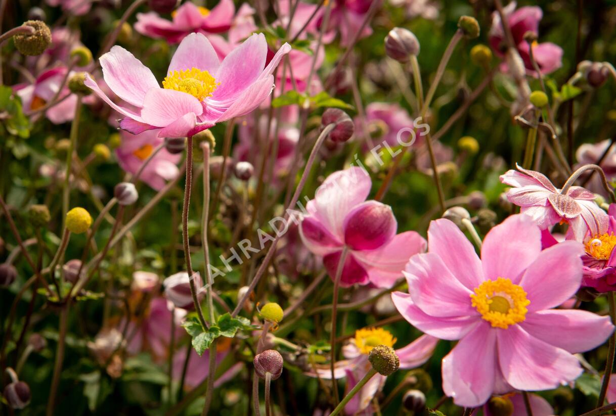 Sasanka hupejská 'Serenade' - Anemone hupehensis 'Serenade'
