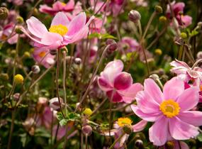 Sasanka hupejská 'Serenade' - Anemone hupehensis 'Serenade'