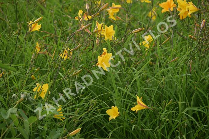 Denivka 'Corky' - Hemerocallis 'Corky'