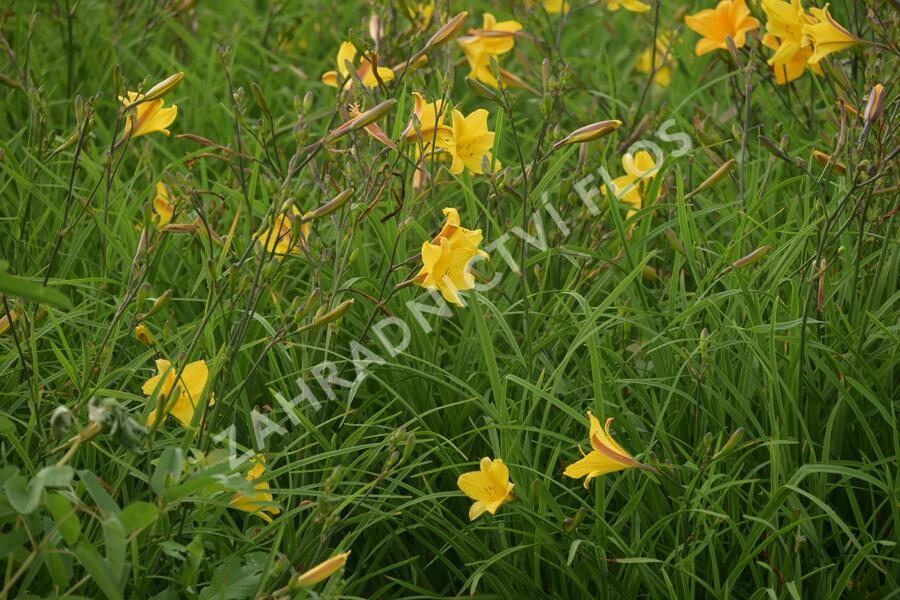 Denivka 'Corky' - Hemerocallis 'Corky'