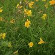 Denivka 'Corky' - Hemerocallis 'Corky'