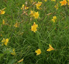 Denivka 'Corky' - Hemerocallis 'Corky'